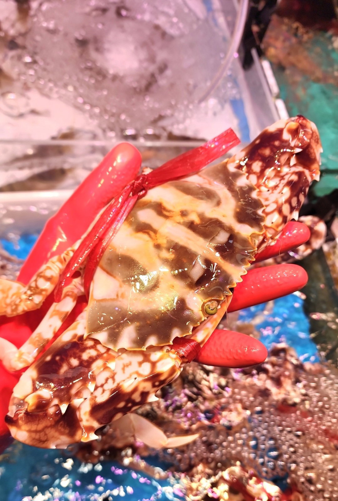 紅花蟹🦀(隻) (約 8-10兩)