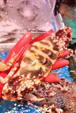 紅花蟹🦀(隻) (約 8-10兩)