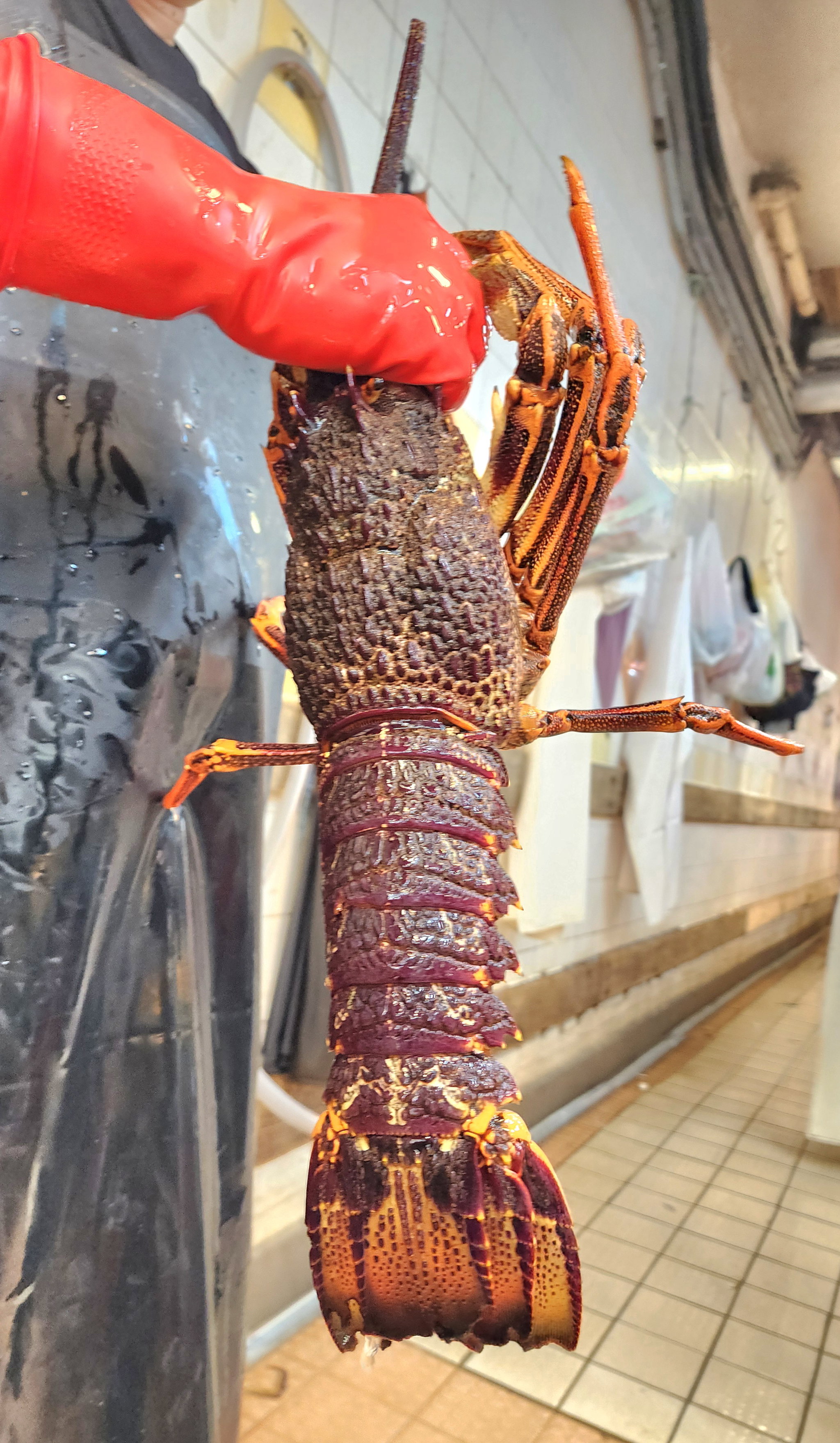 南澳龍蝦🦞（隻）（大/細Size）_0