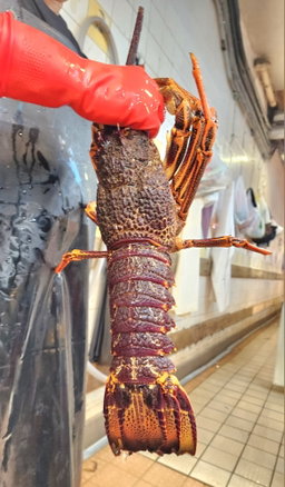 南澳龍蝦🦞（隻）（大/細Size）