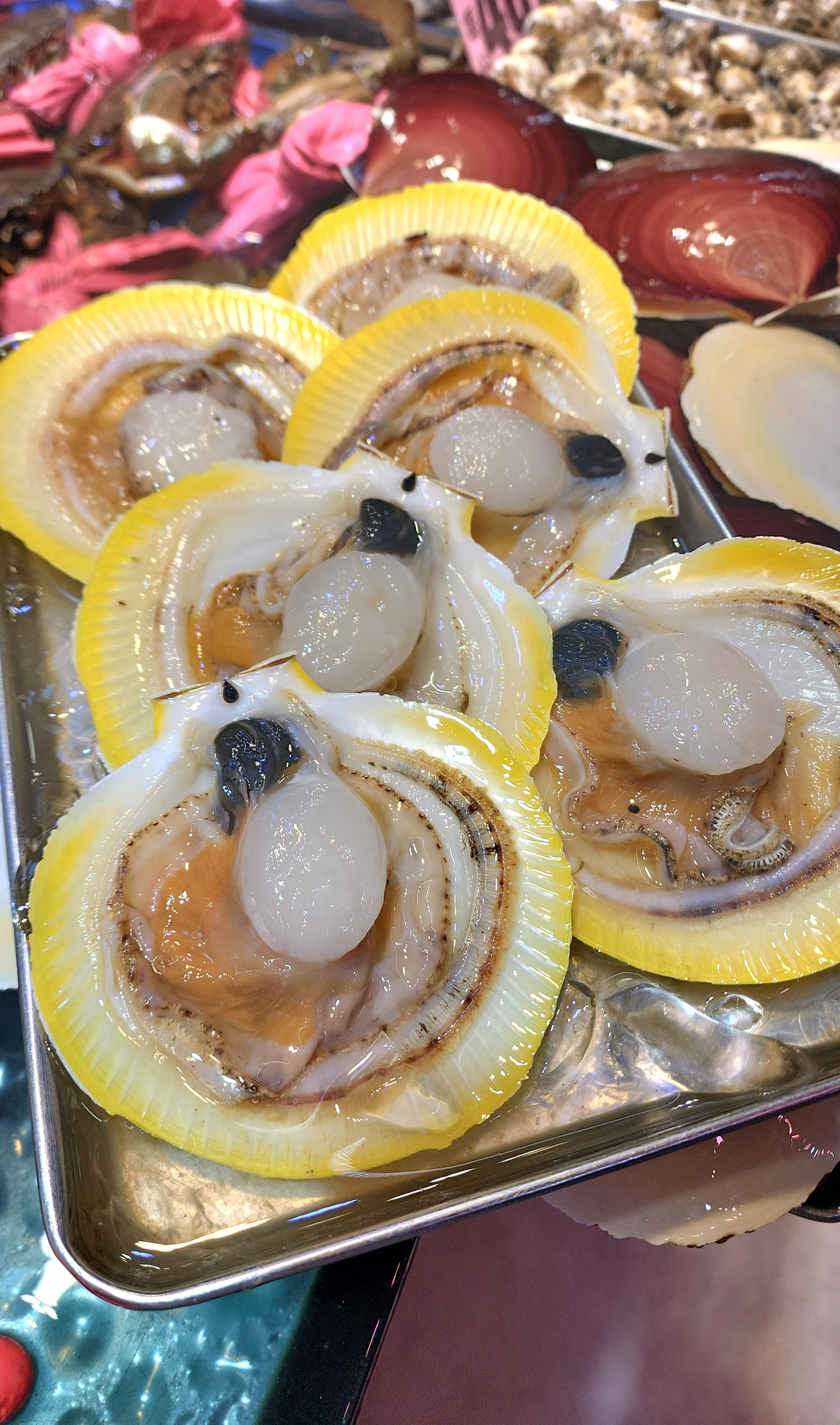 日本日月貝🐚（4隻⚠️）(約10~12兩)_2