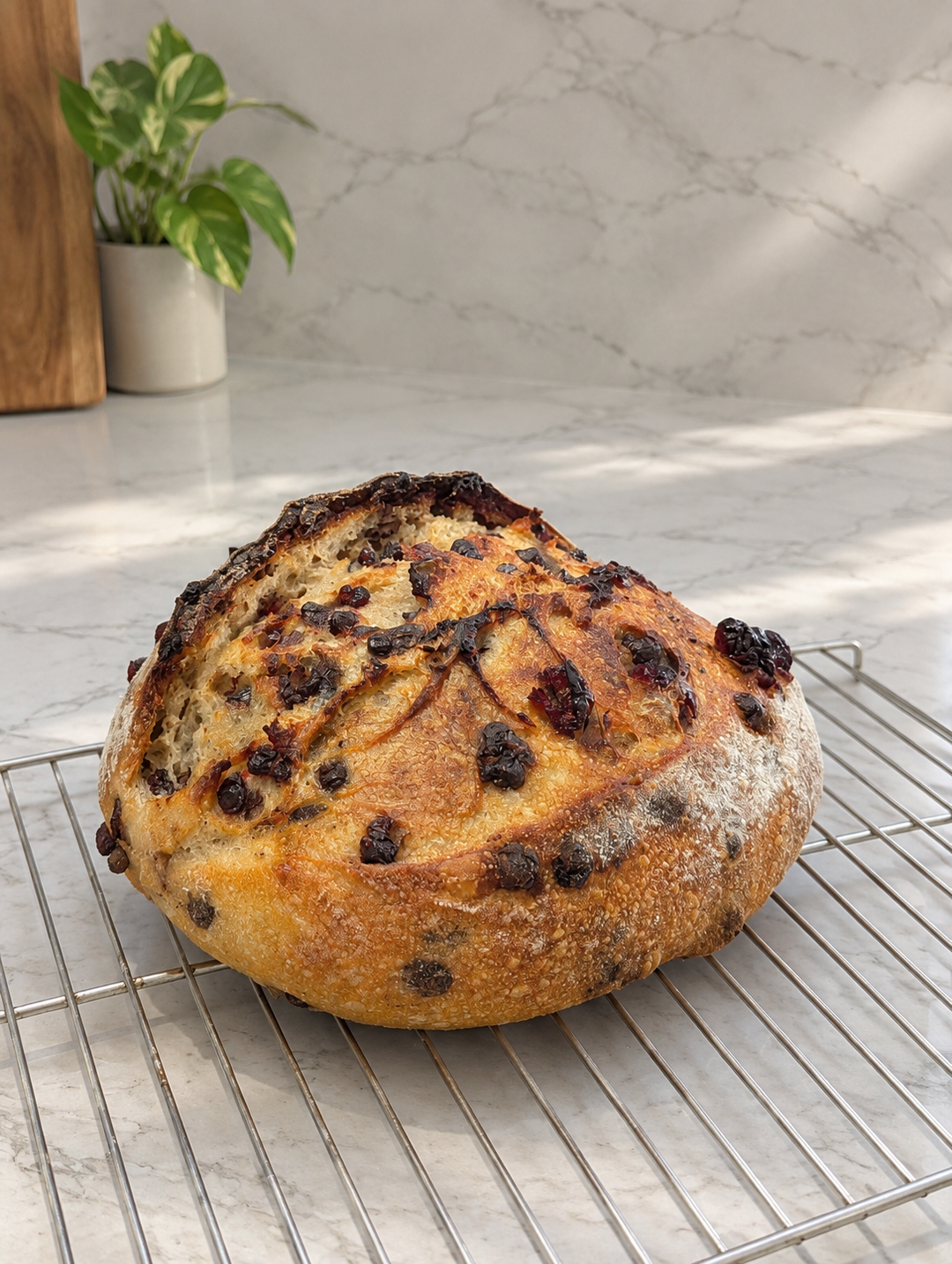 Cranberry chocolate