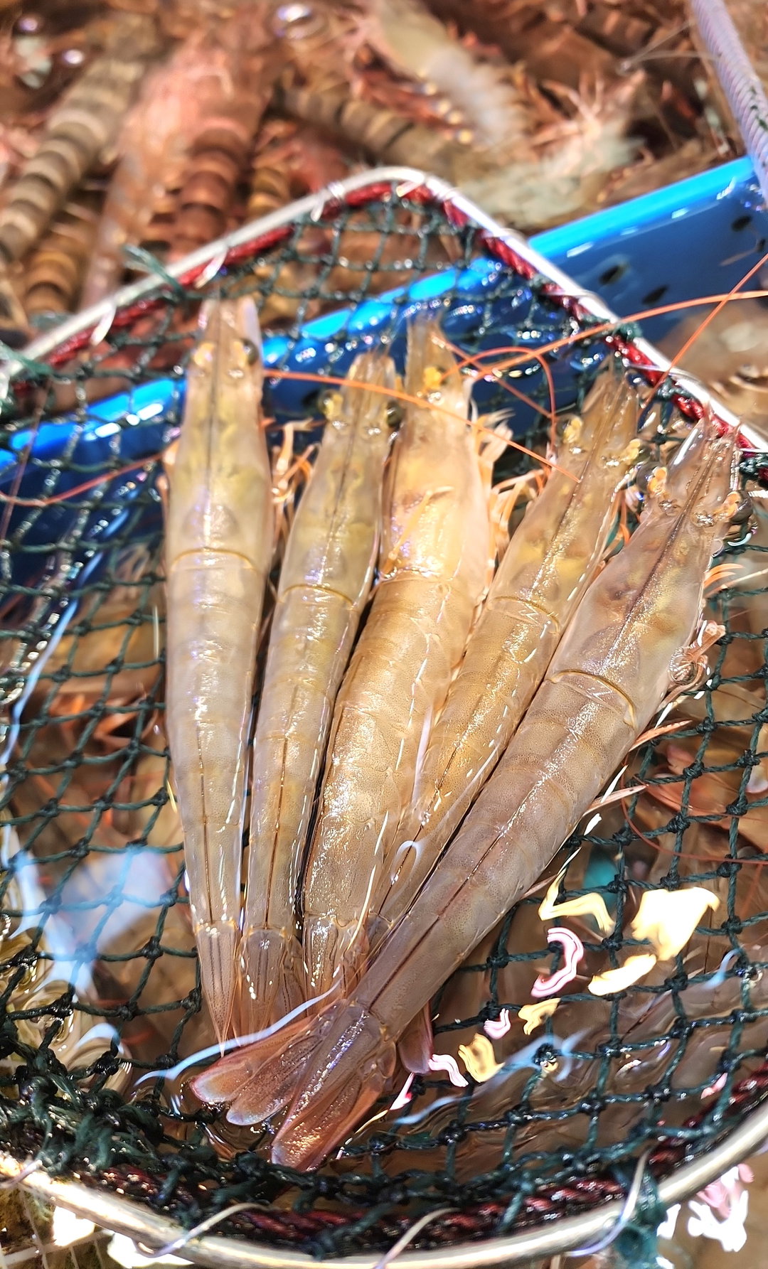 大Size‼️海中蝦🦐 （半斤）（約7~9隻）