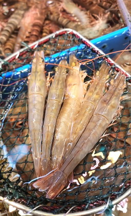 大Size‼️海中蝦🦐 （半斤）（約7~9隻）