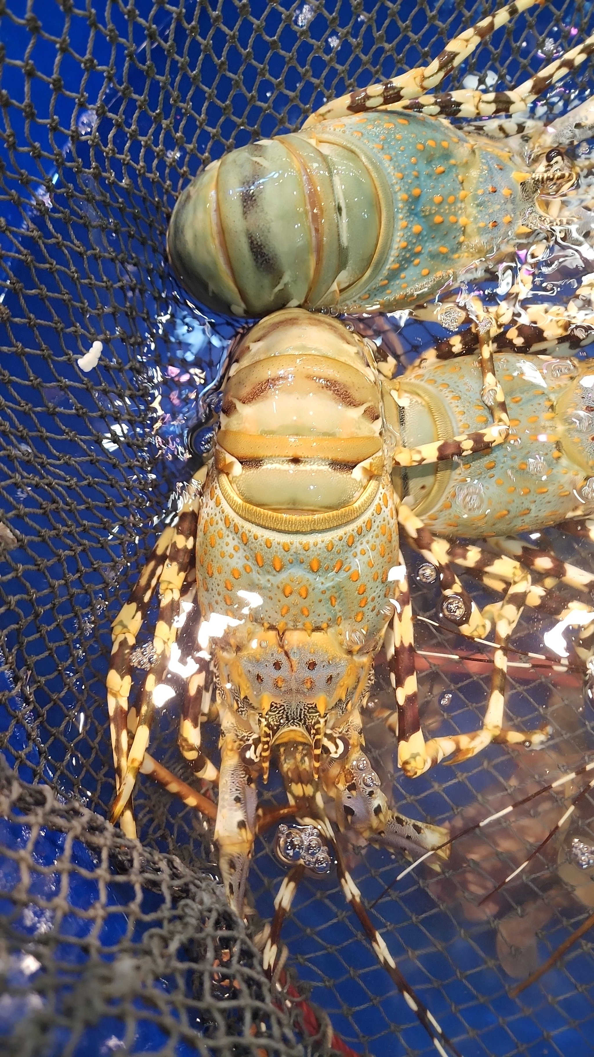 本地花龍蝦🦞（隻）（約14兩 - 1斤）_1