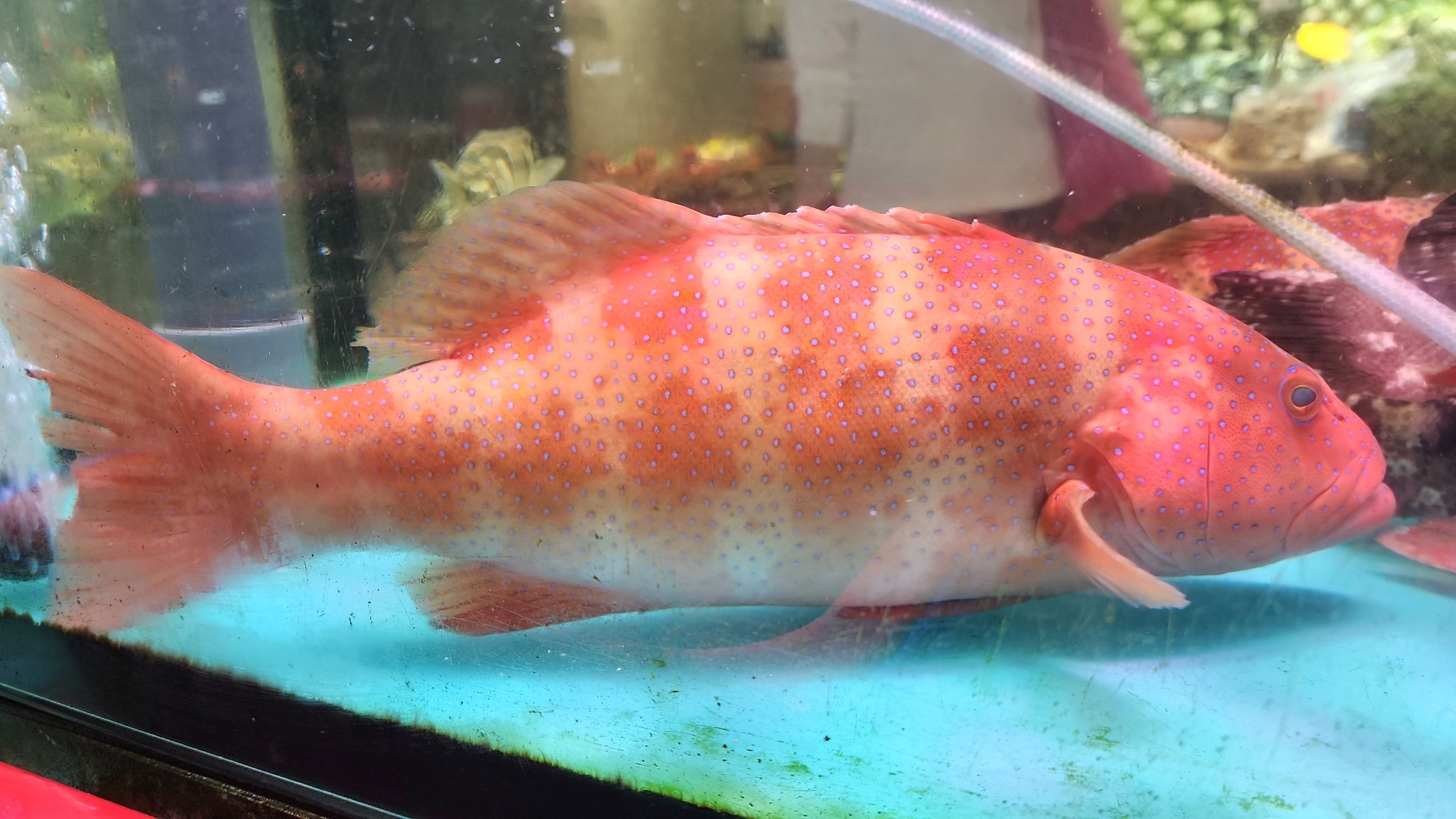 東星斑🐟(條)_2