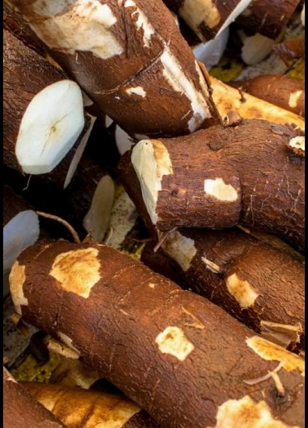 Cassava (imyumbati)