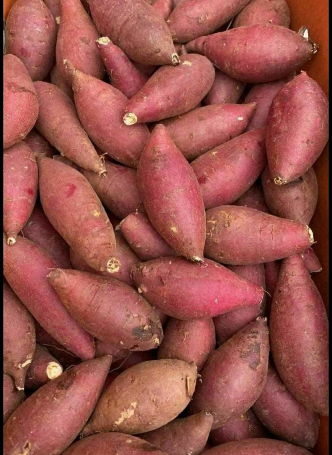 Sweet patatoes (ibijumba)