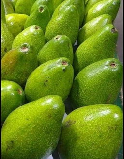 Avocado (avoka)
