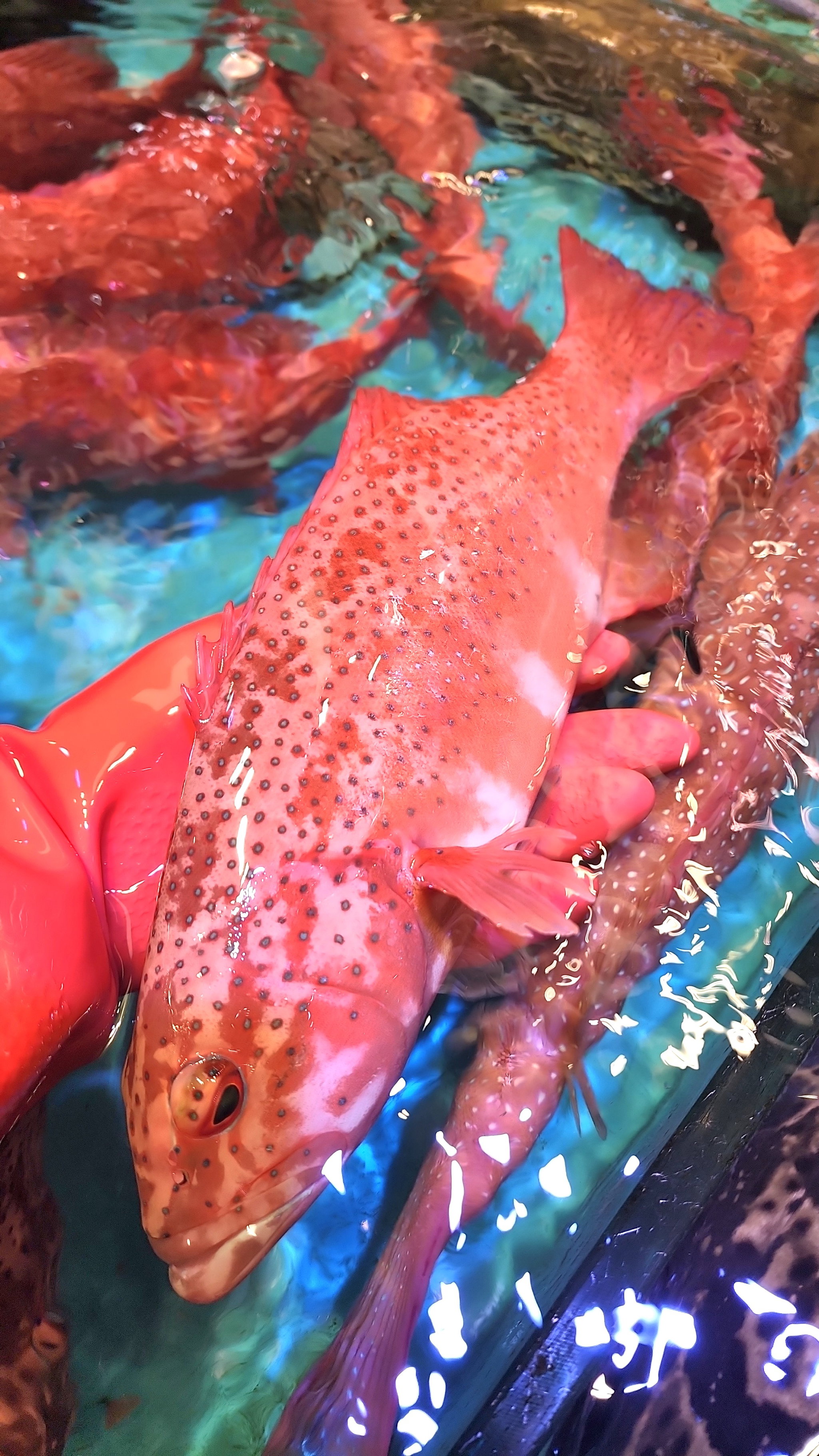 東星斑🐟(條)_1