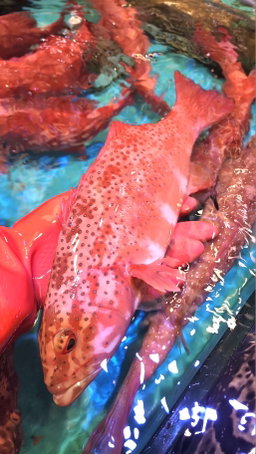 東星斑🐟(條)