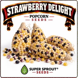 🌽STRAWBERRY DeLite ORNAMENTAL POPCORN🌽 x 25 seeds