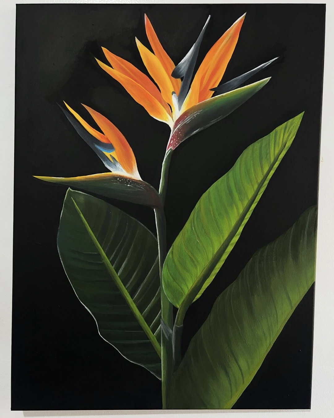 ‘Aves del Paraíso’