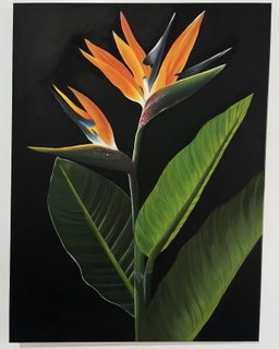 ‘Aves del Paraíso’