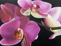 ‘Wild Ochids’