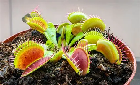 Venus Fly Trap _0