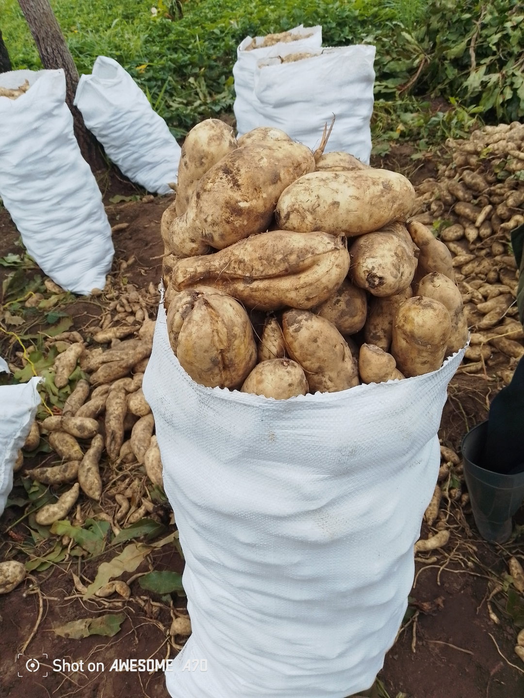 Patate douce