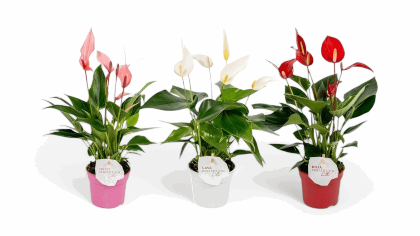 Anthuriums _1