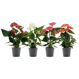 Anthuriums 