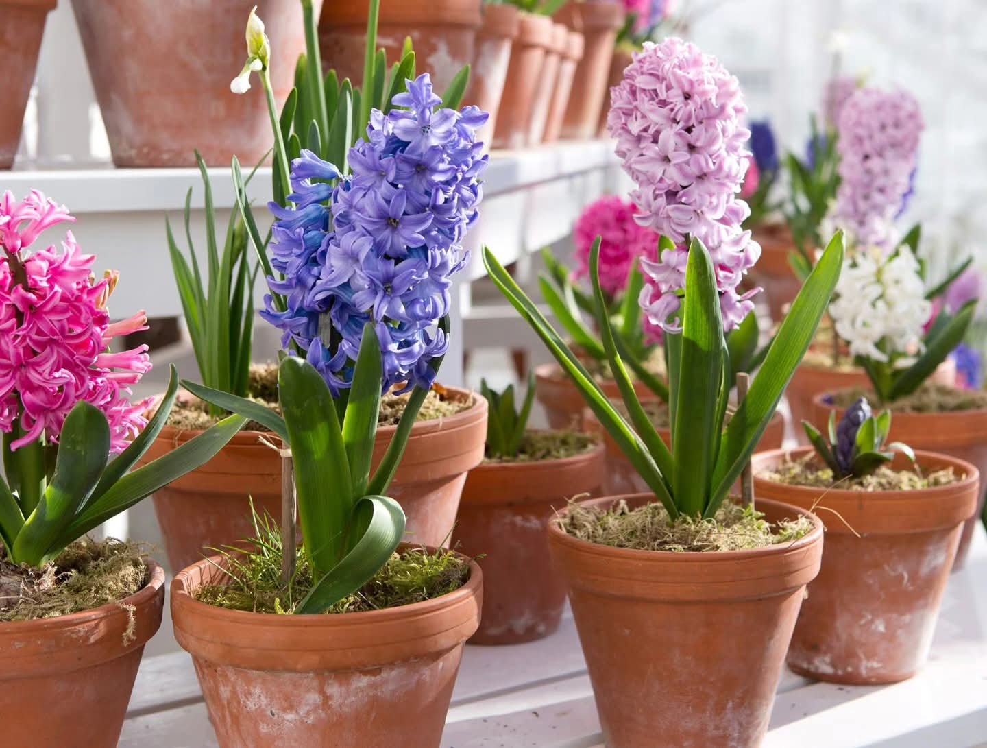 Hyacinth_1