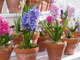 Hyacinth