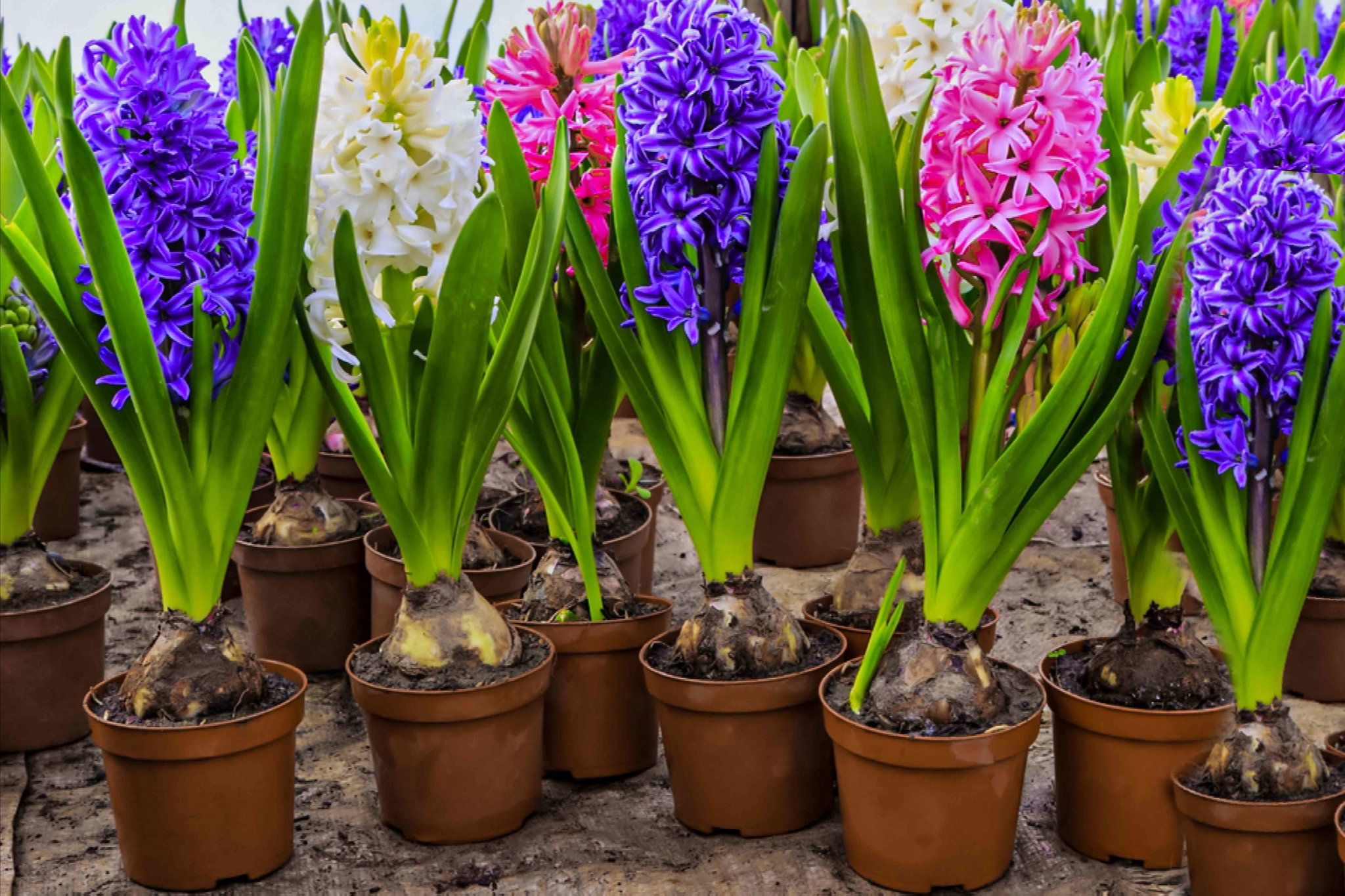 Hyacinth_0