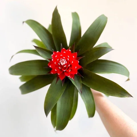 Guzmania Priscilla