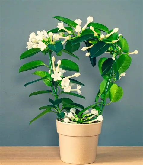 Stephanotis Floribunda - Stephanotis Floribunda_0