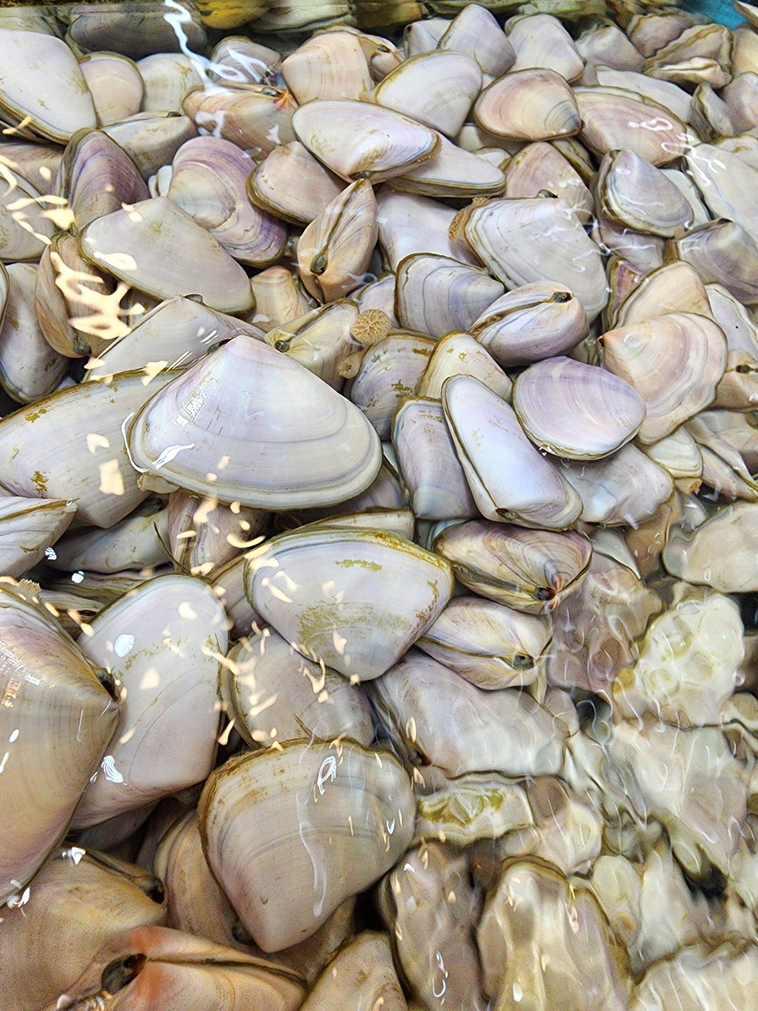 蝴蝶貝🐚（半斤）（約14-16粒）