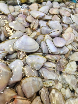 蝴蝶貝🐚（半斤）（約14-16粒）
