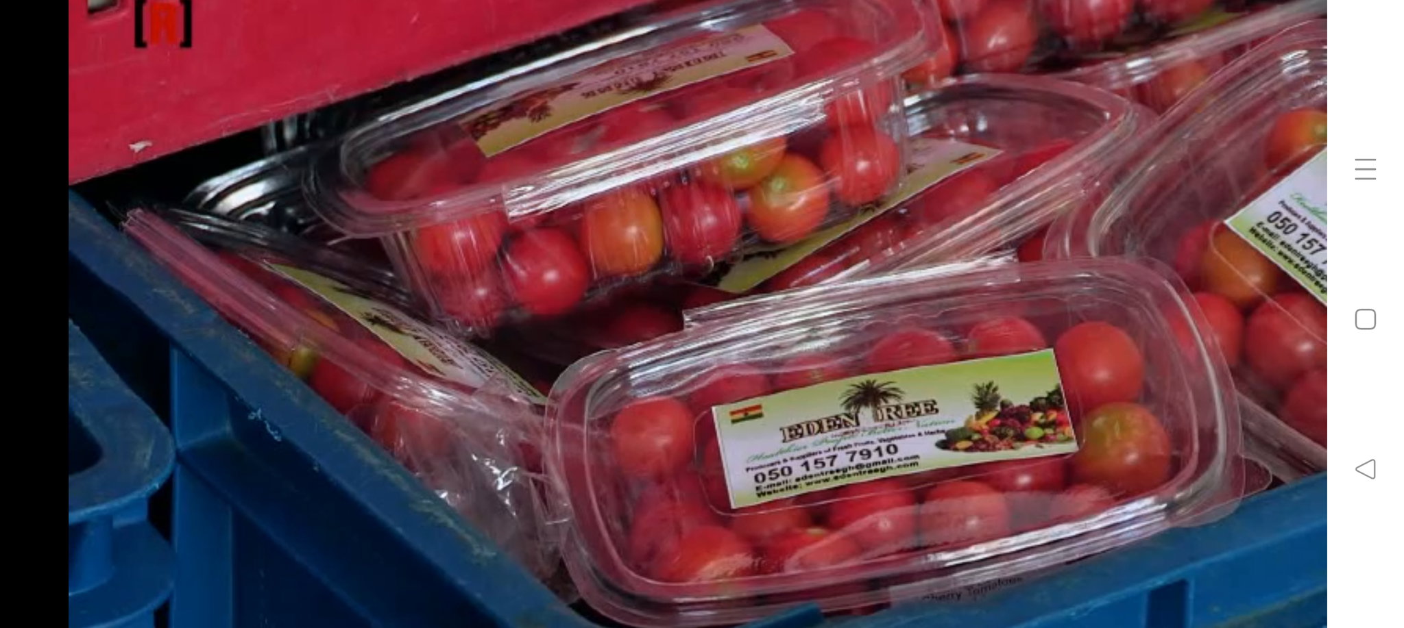 Tomates_0