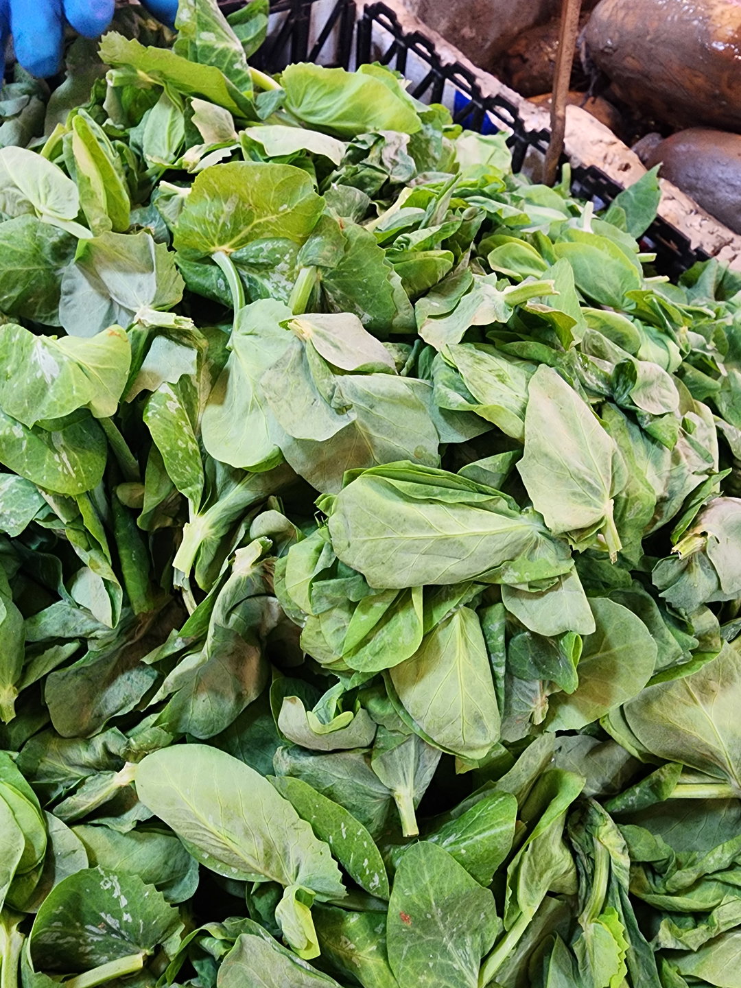 豆苗🥦（半斤）