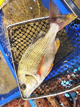 游水黃腳𩶘🐟（條）（約6 -8兩）