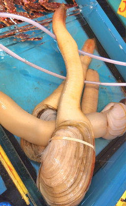 加拿大象拔蚌🐚（隻）（大/細  Size）