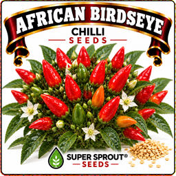 🌶AFRICAN BIRDSEYE CHILIES🌶 x 10+ organic seeds