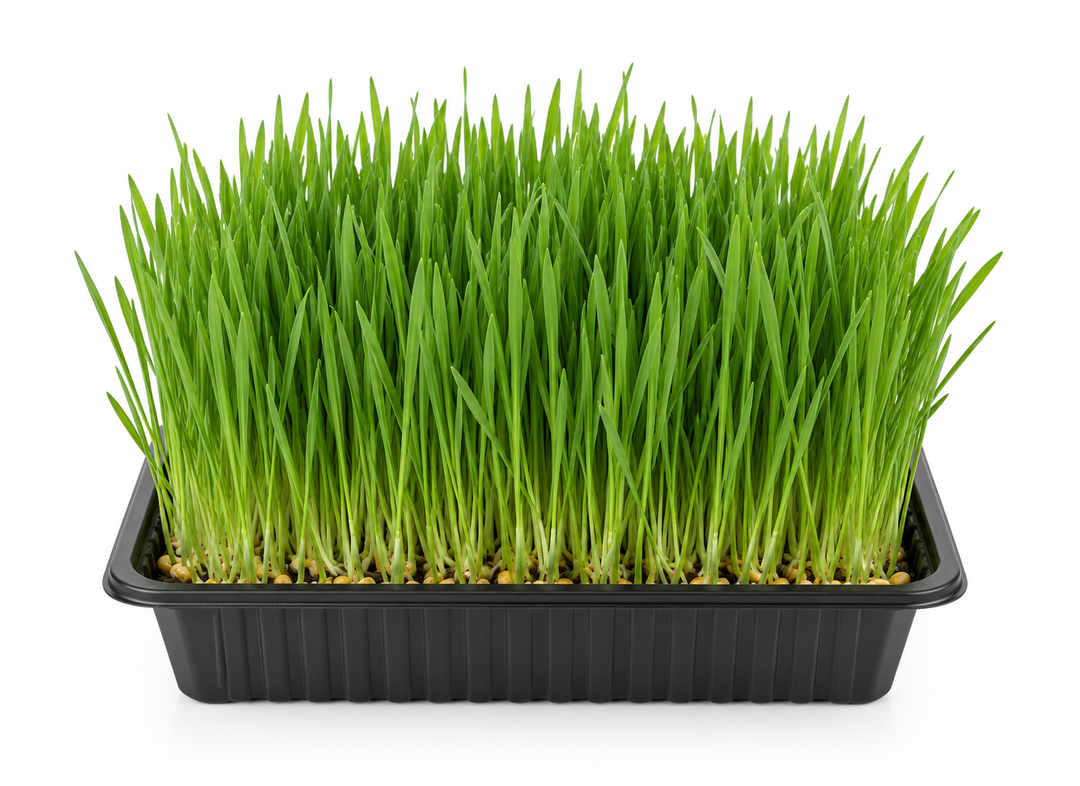 Wheatgrass on Tray