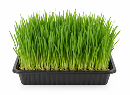 Wheatgrass on Tray