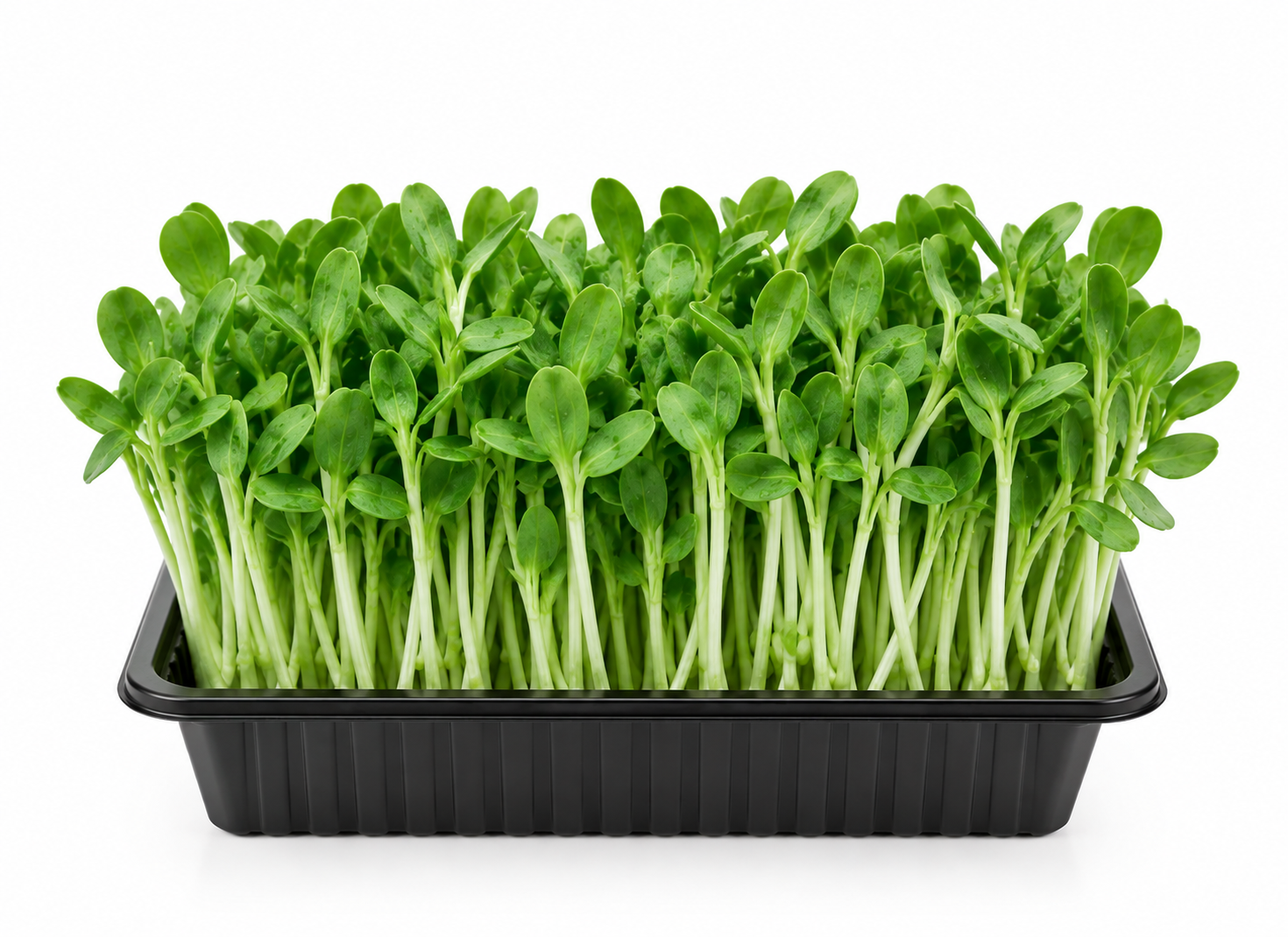 Pea Sprouts on Tray _0