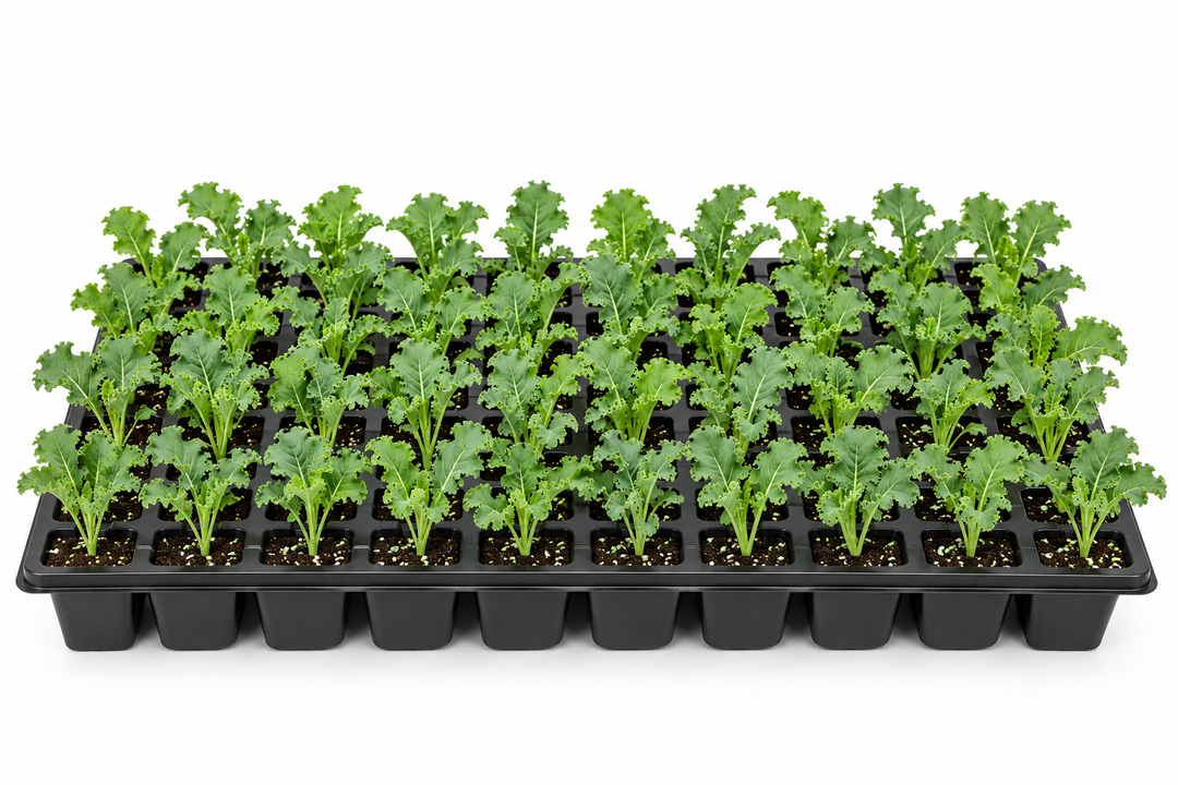 Green Curly Kale