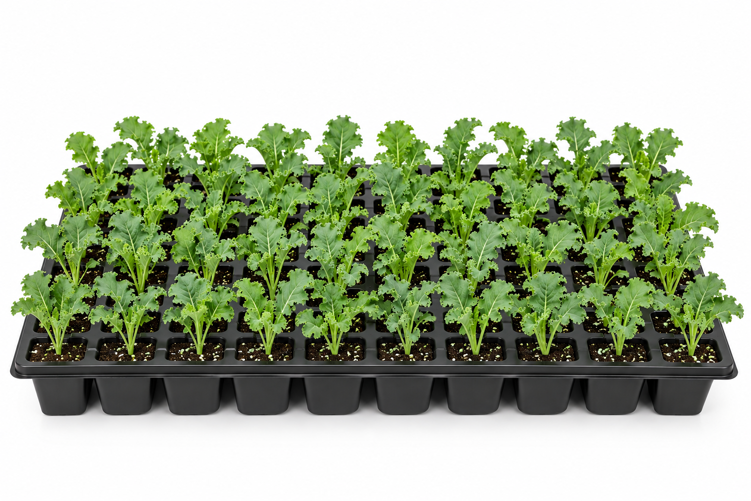 Green Curly Kale_0