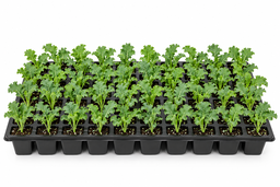 Green Curly Kale