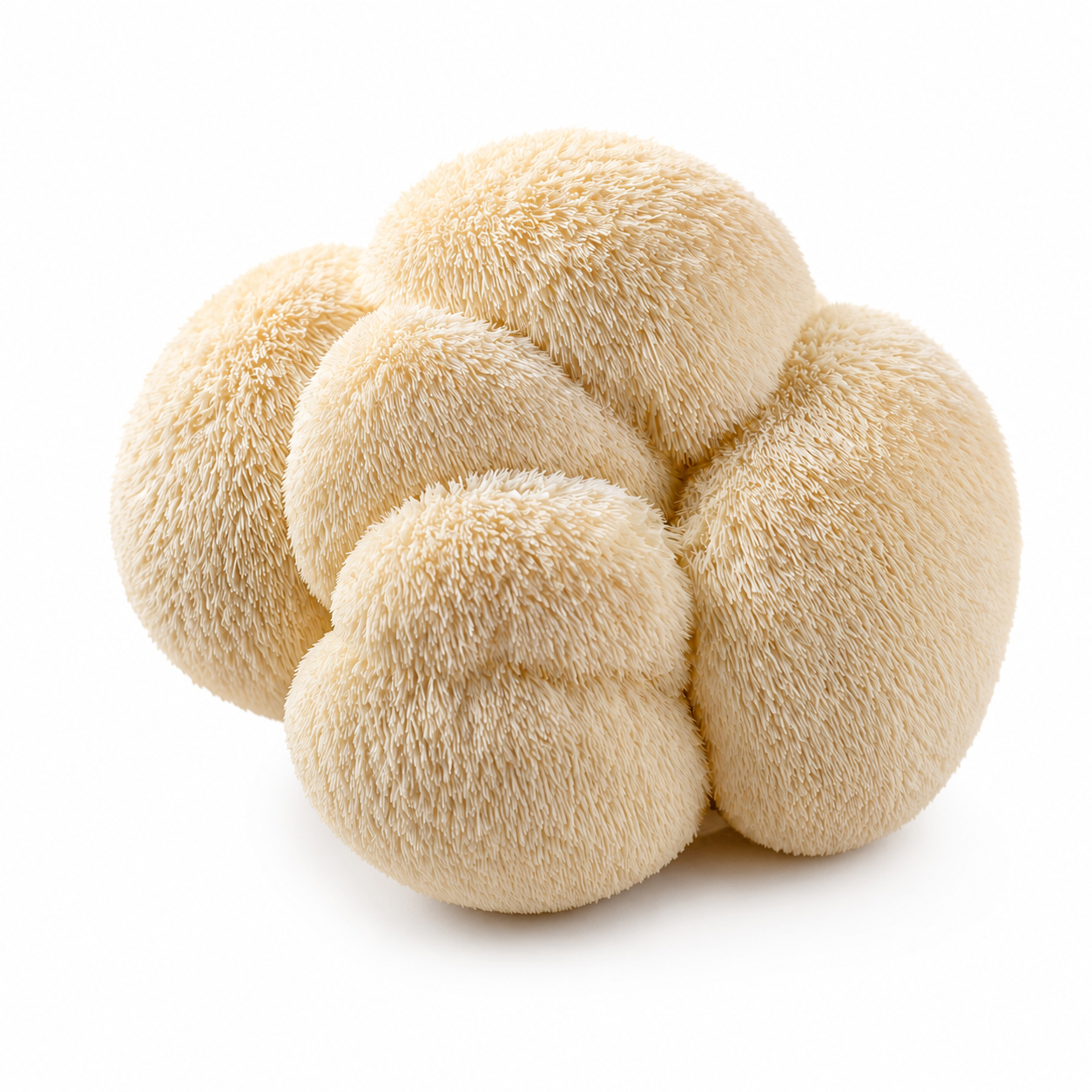 Fresh Lion's Mane 猴头菇_0