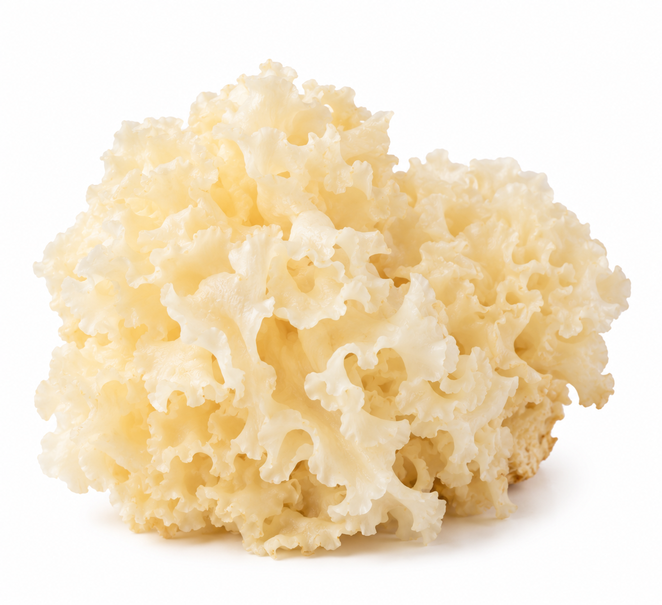 Fresh Cauliflower Fungus 绣球菌_0