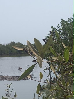 CASAMANCE DES PROFONDEURS 