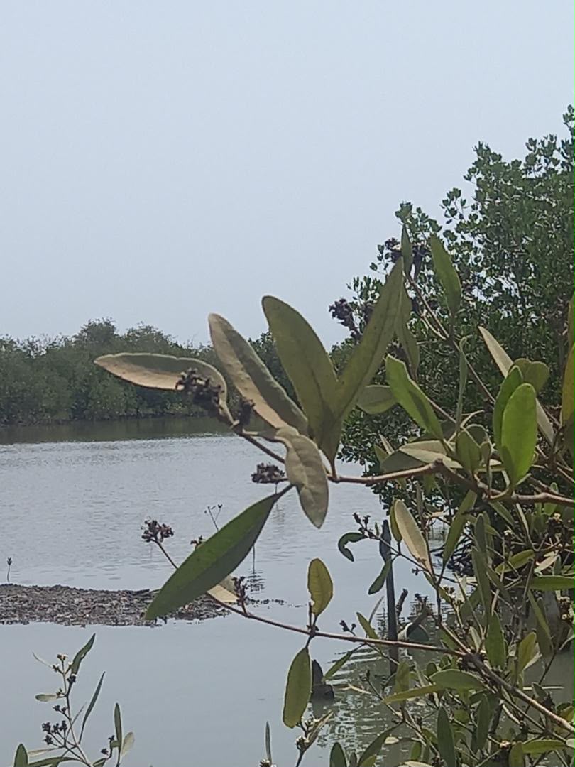 CASAMANCE DES PROFONDEURS 