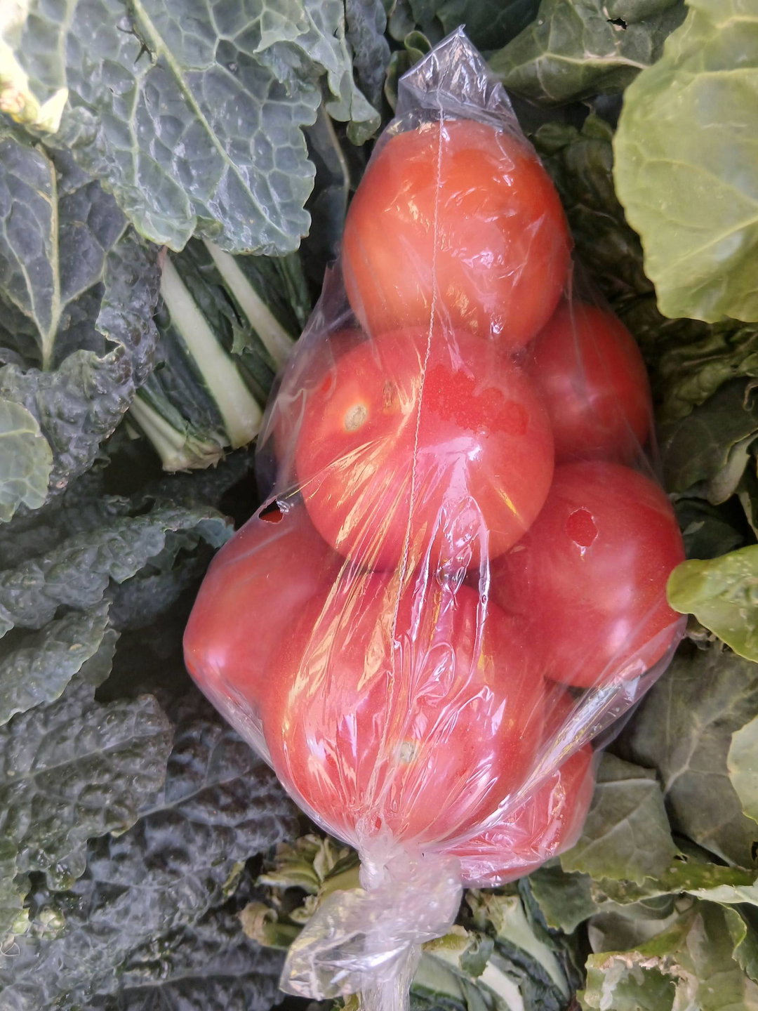Tomatoes