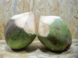 Coconut/Nazi 🥥