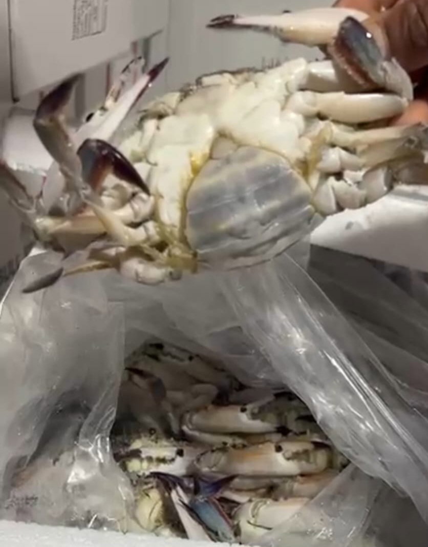 국내산 꽃게(항공) Korean crab