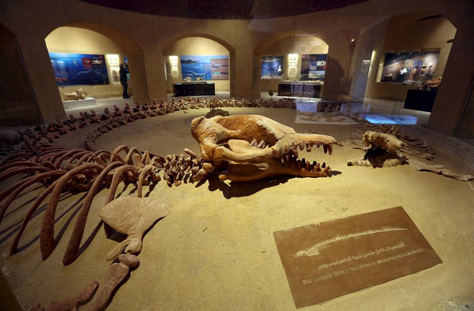 Echoes of Nature: A Journey to Fayoum Oasis_2