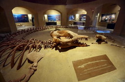 Echoes of Nature: A Journey to Fayoum Oasis